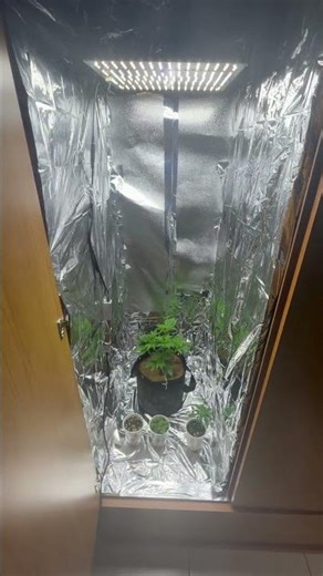 ESTUFA IMPROVISADA DENTRO DO GUARDA ROUPAS