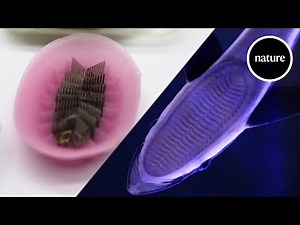 This fish-inspired suction cup can stick to your organs