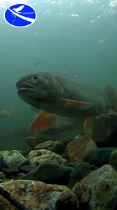 An excerpt from our short film Cutthroat. Cutthroat Trout were the most widespread trout in the United States, and are the only trout native to Colorado. Unfortunately, habitat modification and competition with introduced species have constrained most Cutthroat Trout species to a fraction of their historic range. Follow ecologist and author, Kurt Fausch, as he reflects on the history of of Colorado's cutthroat trout, and weighs the forces that will determine their fate. Learn more about Dr. Faus