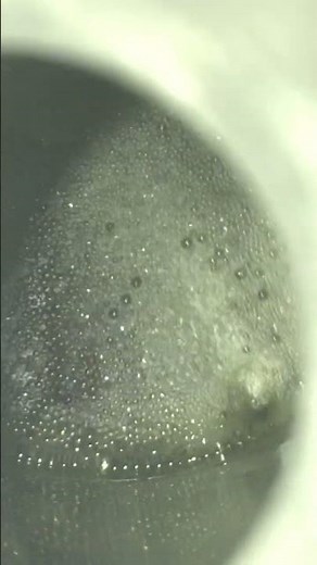 BHO / Butane Hash Oil / Making Weed Oil