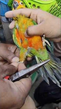 How to Put Ring on Birds 🐦 | Easy Harness Fitting | Parrot Sachin