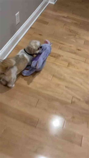 Stella’s cozy night routine with her favorite toys