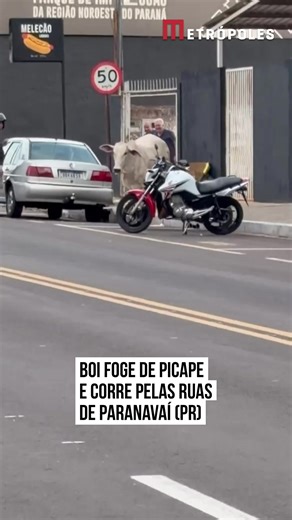 Boi foge de picape e causa caos em Paranavaí