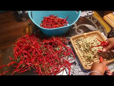How To Make Cayenne Powder Using Harvest Right Freeze Dryer