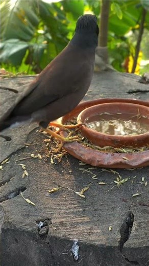 birds chirping sound effect for cats