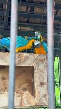 Sandals Montego Bay, Jamaica 🇯🇲 Short Resort Tour!