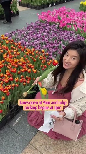 TOMORROW! 80,000 free Dutch tulips in Union Square at San Francisco! Lines open: 9am Tulip