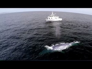 Blue Whale's Perfect Comic Timing! | Big Blue Live | #EarthOnLocation | BBC Earth Explore