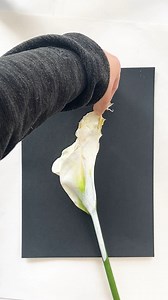 6.1K views · 96 reactions | Even a slightly faded Arum Lily can...