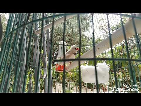 chant de Mandarin version longue oiseau domestique