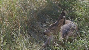 Mule deer fawn laying in tall grass leans back and relaxes while twitching ears. Close up view.