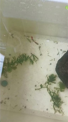 my first fish on my life 🧬