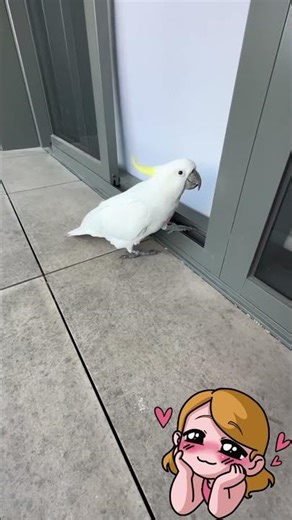 cute cockatoo handshake #cockatoo #funnyparrot #parrot #parrottalking #parrotlover