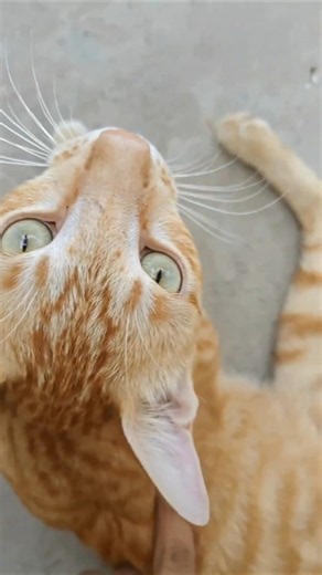 cat speed_ramp_edit_#viralvideo #viral #motion blur #cat #usa #kitten #cute