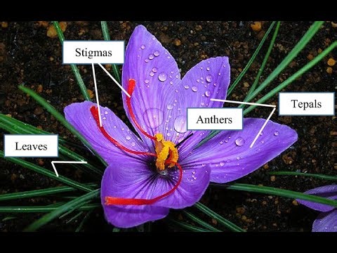 Indoor Saffron (Crocus sativus) Cultivation