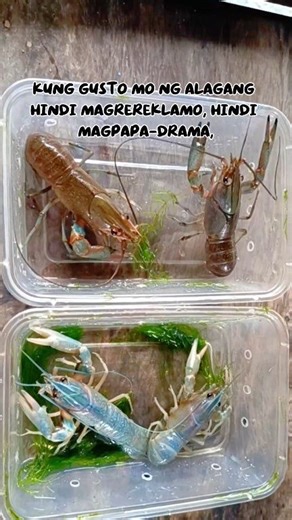Limang Dahilan bakit madaling alagaan ang Crayfish 1. Matibay na parang Dyowa mo - Kahit anong tubig ilagay mo, buhay pa rin. - Unlike sa relasyon, hindi sila madaling masaktan… maliban na lang kung gutom sila. 2. Mabilis dumami, parang Maritess - Isang lingon mo lang, biglang dumami na sila. - Kung ang pera lang sana ganito kabilis magparami, milyonaryo ka na! 3. Hindi mapili sa pagkain, parang barkada mong laging “kahit ano” - Gulay, pellets, tira-tira… lahat pwede basta libre. - Walang reklam