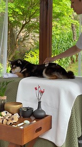 437K views · 12K reactions | 【ASMR】Manyu’s Immersive Spa | Nature...