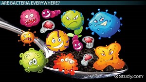 Bacteria Lesson for Kids: Definition, Facts & Types - Video | Study.com