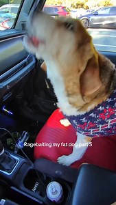 Edwin Chen on Instagram: "He wasnt likin this one 洛 #dog #viral #funny"