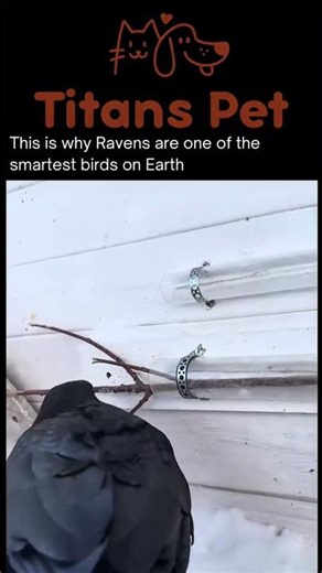 Raven Solves Impossible Puzzle 🤯