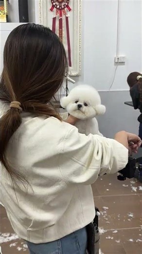 Cute Bichon Frise: The Well-Behaved Pup Everyone Adores
