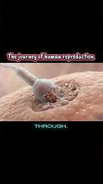 The Journey of human reproduction #biology #education #usa
