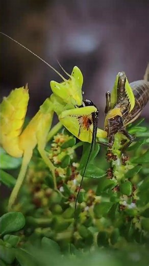 European Dwarf Mantis Hunting a Giant Cricket | Wildlife Shorts