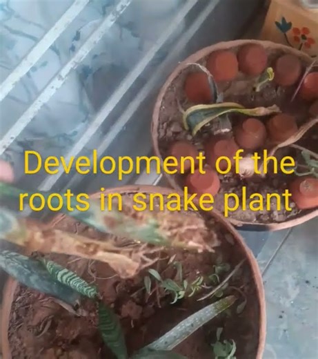 Development of roots in snake plant