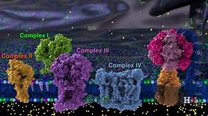 Electron Transport Chain – HarvardX / BioVisions (2013)