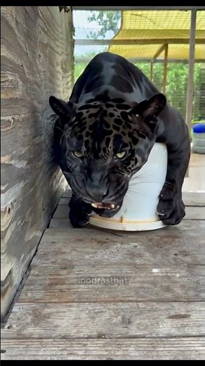 Intense Black Panther Growl Will Give You Goosebumps #shorts #blackpanther #bigcats #wildlife
