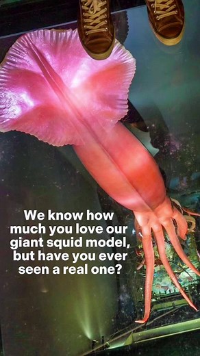 A giant squid model vs. a real giant squid 🦑 #MySAMuseum