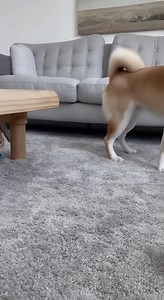 454K views · 7.8K reactions | Shiba Puts Toy Snake on Sleeping Cat #cat #dog #prank #funnyshorts #AI | Chunky Cat and Friends | Facebook