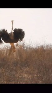 31K views · 690 reactions | Animal Planet TV on Reels | Facebook