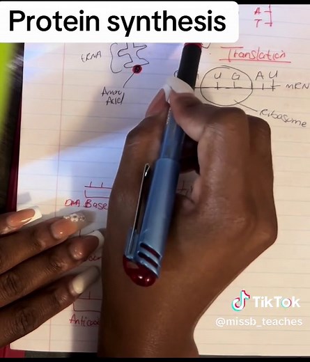 Understanding Protein Synthesis: Transcription and Translation