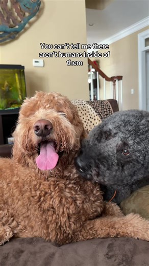Doodles Are Humans Too: Explore the Cute Dog Craze