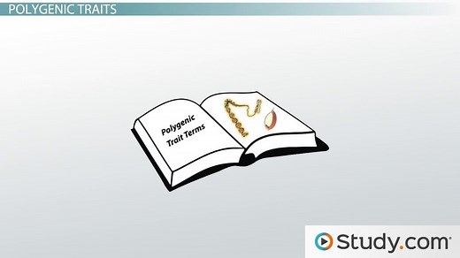 Polygenic Trait | Definition, Characteristics & Examples