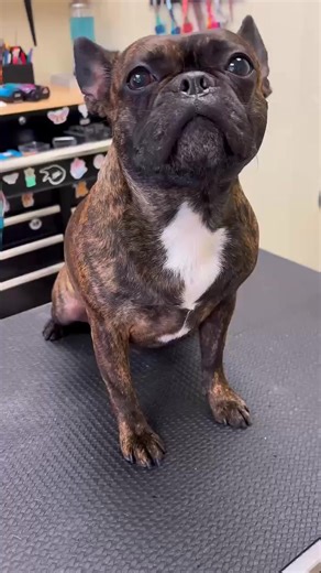 🎉 Two Frenchies. Double the zoomies. ALL the love. 🐶🐶 From gentle grooming ➝ belly rubs ➝ happy wiggles ➝ full-on Frenchie fun around the salon… this is what a low-stress, love-filled grooming experience looks like at Grooming Tails 💙 We believe grooming should feel safe, calm, and fun — and these two prove it 🐾 Ending the day ready to ring in the New Year looking and feeling their best! 🎆✨ ✨ NOW BOOKING for the New Year ✨ Spots fill fast, especially for our short-nosed friends! 📞 Call/Te