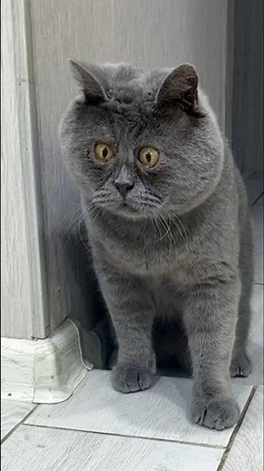 Cat with Down Syndrome Refuses to Give Up 💕