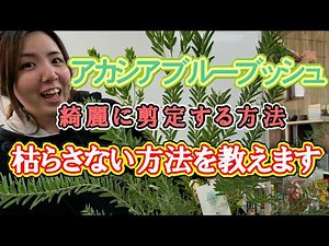 [Acacia Blue Bush] How to prune to your desired shape | How to grow in pots | How to grow outdoors