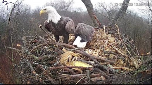 ‘Eagle Cam’ back online in York County