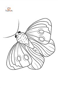 Pieris Butterfly coloring page ♥ Color Online!