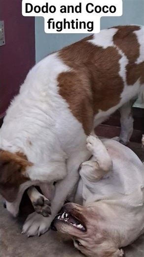 Dodo and Coco fighting 🐶#trendingshorts #shorts #cute #viralshort #viralmusic #pets #viral