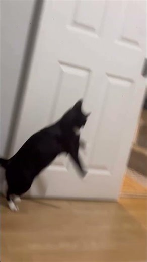 #cat #cats #catshorts #catvideos #cutecat #catlovers #funnycat #litten #foryou #fyp #meow #viral