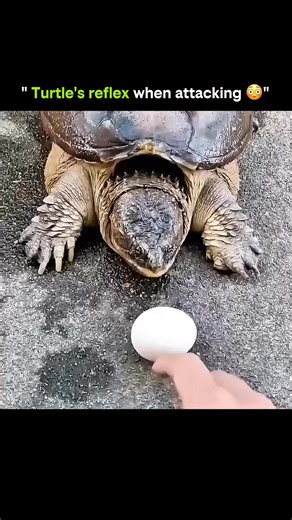 Knowledge Is Power on Instagram: "When a turtle attacks and a cat reacts, instinct collides with reflexes shaped by millions of years At first glance, a turtle seems slow, calm, almost harmless. But when threatened, its nervous system switches instantly from passive to defensive mode. A turtle’s attack reflex is not about chasing or aggression—it’s about rapid protection. The neck extends with surprising speed, jaws snap shut, and the movement is powered by stored elastic energy in muscles rathe