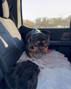 💔 URGENT RESCUE DOG WITH MISSING LEG AND EAR– PLEASE READ 💔 We received a desperate call from a friend of the shelter, who was on a walk when they stumbled upon a bulldog in absolutely unimaginable condition. This poor boy was found laying in a pile of leaves, missing both an ear and a foot, severely emaciated, and has a small growth on his eye. It’s clear he’s been through something horrific, and our vet suspects his injuries were not from life on the streets – they very likely have been infl