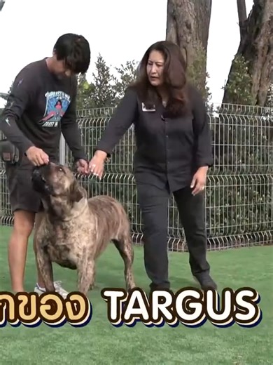 นี่คือ 'ตากุส' สายพันธุ์แท้ๆ หรือเปล่านะ? 🤔#ASIABIGDOG #ฟาร์มหมานำเข้า #ฟาร์มหมาใหญ่ #importdog #หมายุโรป #bigdog #fcipedigree #rarecolor #นำเข้า #europeimport #import #หมาใหญ่ #เอเชียบิ๊กด๊อก #boerboel