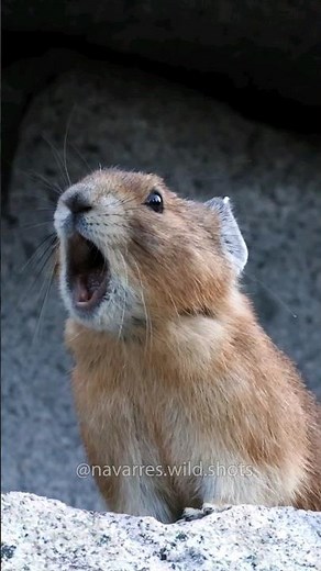 Hear the American Pika Sound!