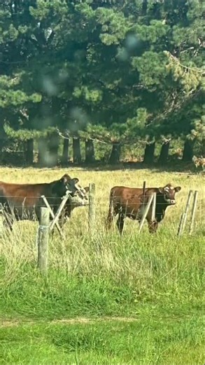 Decorating a cow? (Needs be) #homeimprovement #painters_pro