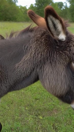 This is no heehaw-dinary book 🫏📖 Touch the soft patches to hear hilarious animal sounds in Don't Tickle the Donkey! 💛 Combines soft patches with sounds 📢 Includes a toe-tapping musical finale 🙌 Irresistible fun for little ones #UsborneBooks #DontTickle