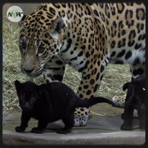 Meet the Adorable Jaguar Cubs Making Waves at Rostock Zoo!—[Full story in cᴑmments]👇 | Nature and Wildlife TV